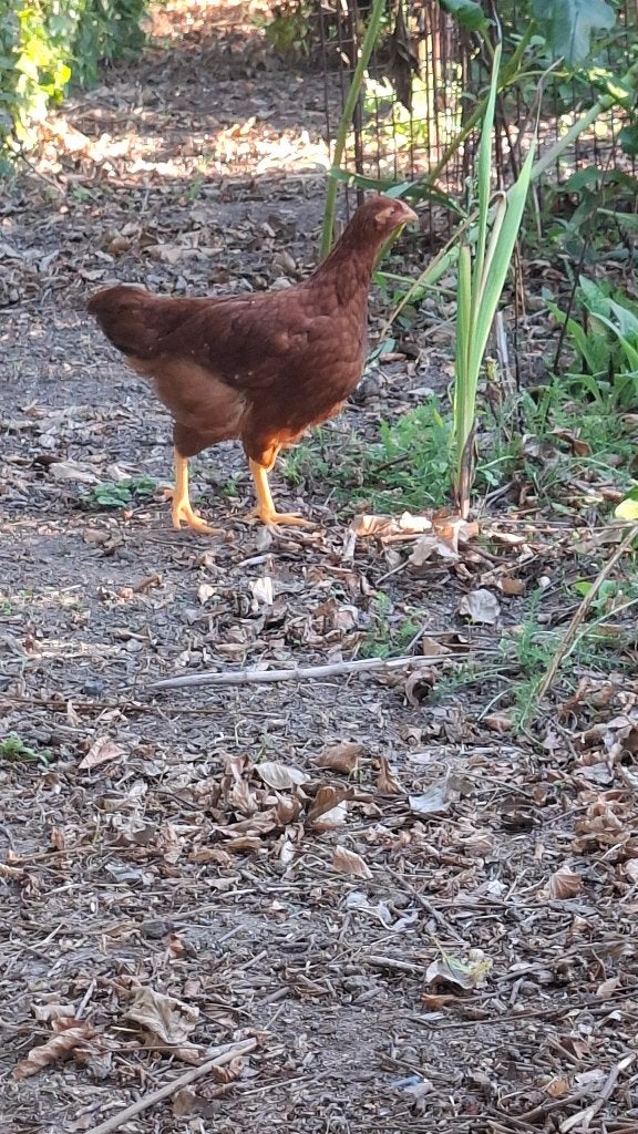 Kip, Dieren en Toebehoren, Vrouwelijk, Kip