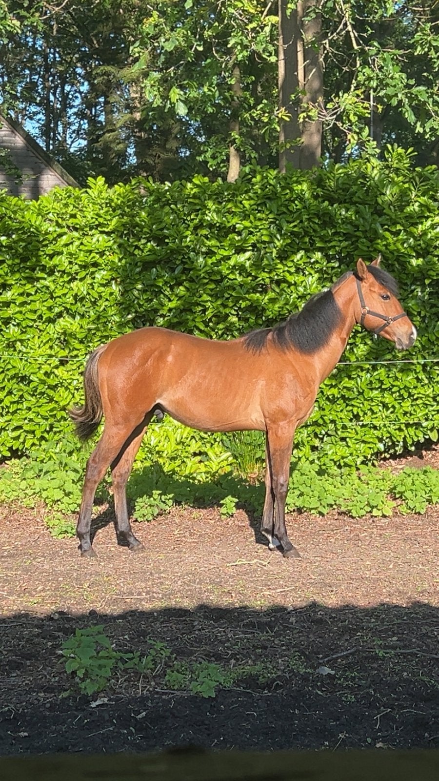 AQHA jaarling hengst, Animaux & Accessoires, Chevaux, Étalon, Non dressé, 0 à 2 ans, Cheval western, Avec pedigree, Avec puce électronique