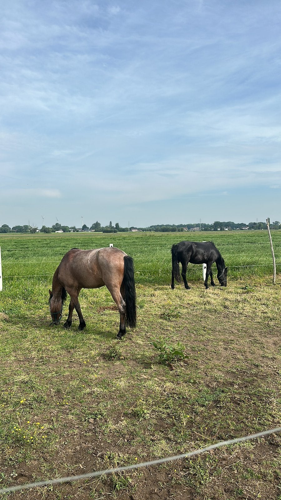 Prairie avec boxe à louer, Animaux & Accessoires, Pâturage, 2 ou 3 chevaux ou poneys