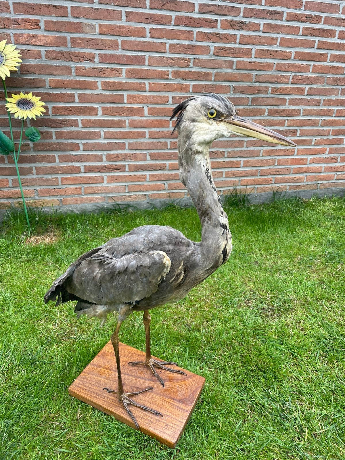 Taxidermie van blauwe reiger, Verzamelen, Ophalen, Zo goed als nieuw