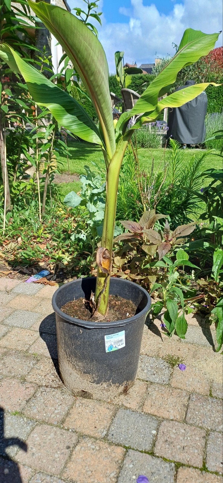Bananenplant, Ophalen