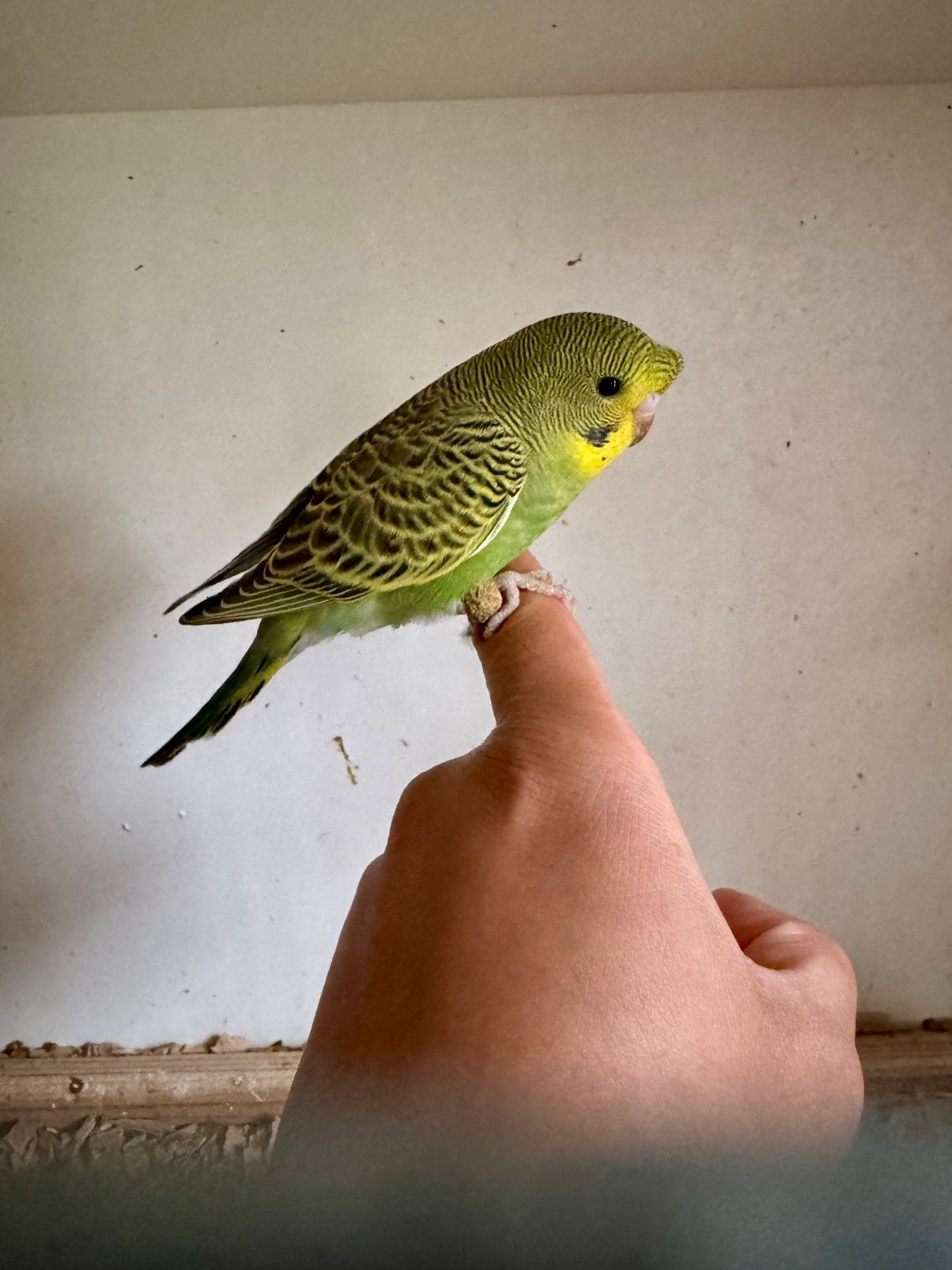 Grasparkieten split bw hagoromo, Dieren en Toebehoren, Vogels | Parkieten en Papegaaien