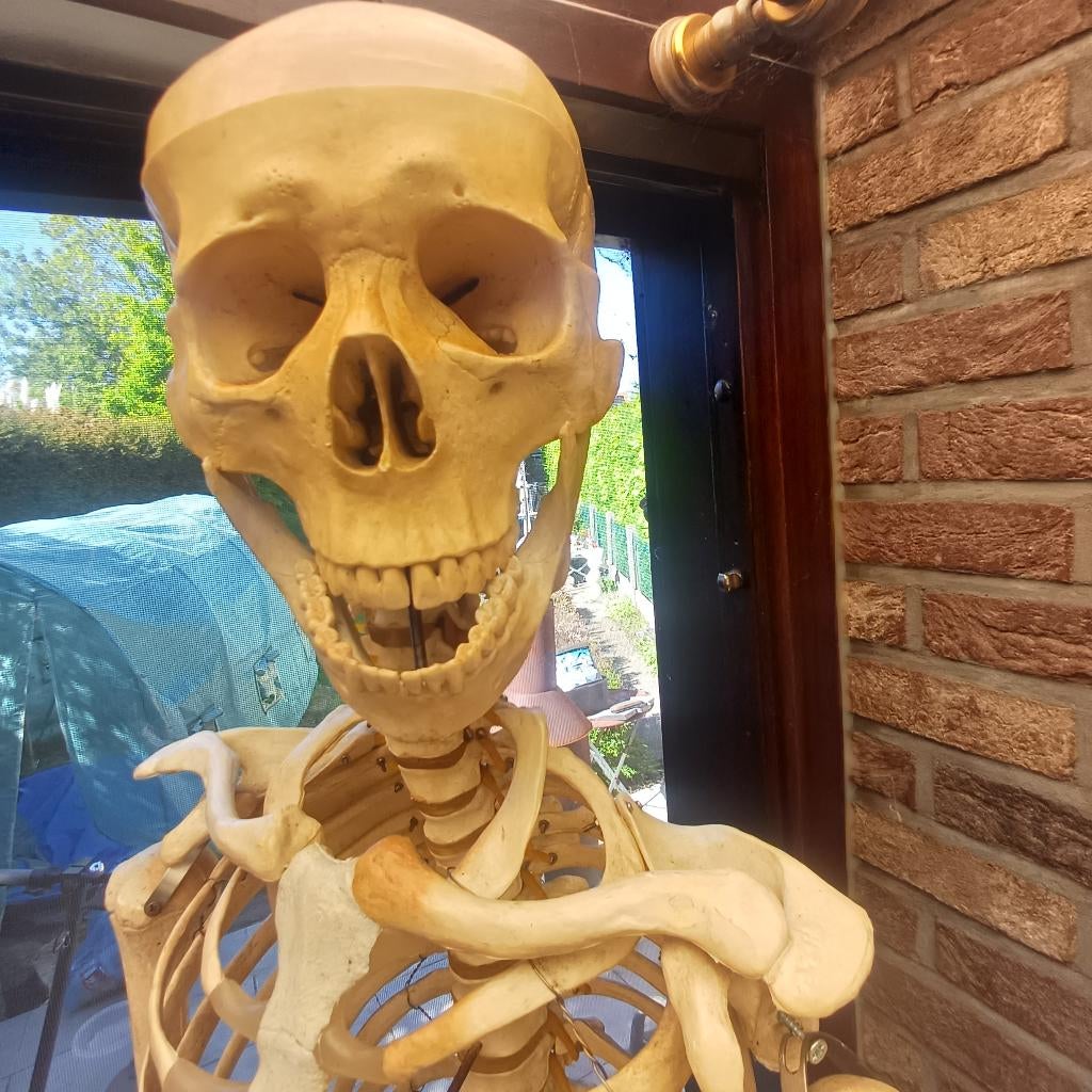 Skelet, Ophalen, Gebruikt