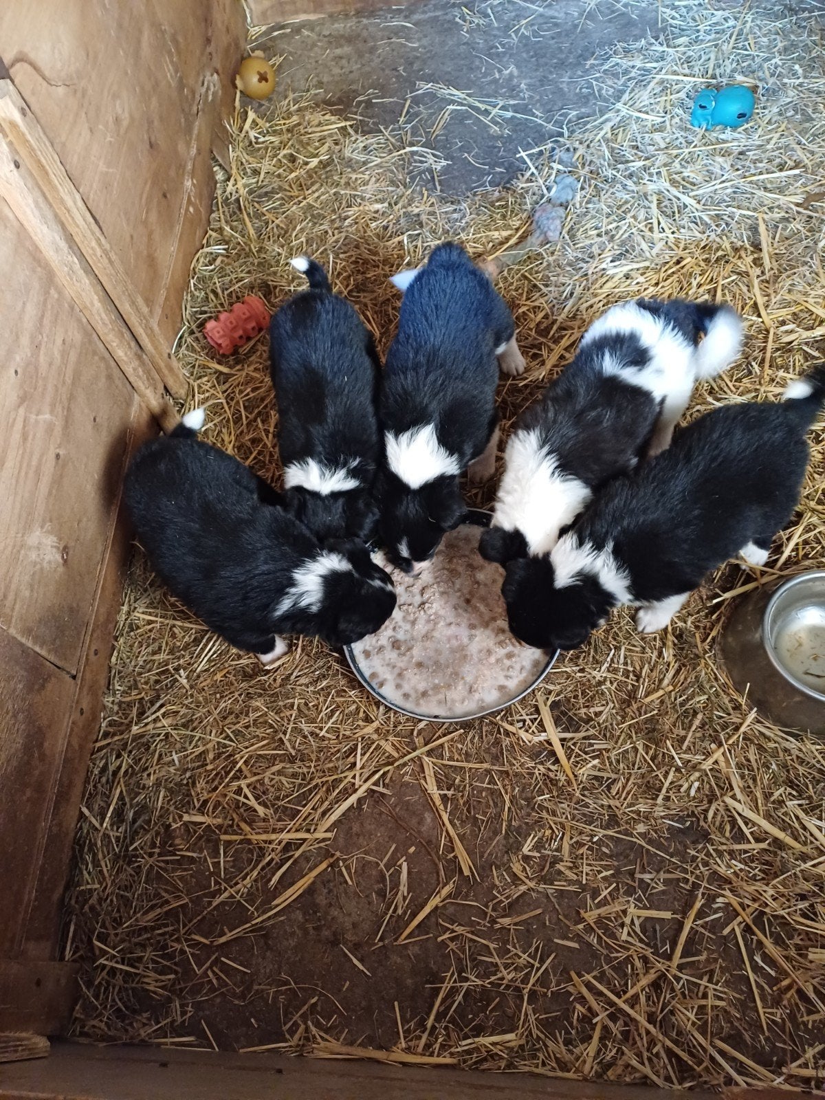Border collie pups, Dieren en Toebehoren, Parvo, België, Fokker | Hobbymatig, 8 tot 15 weken