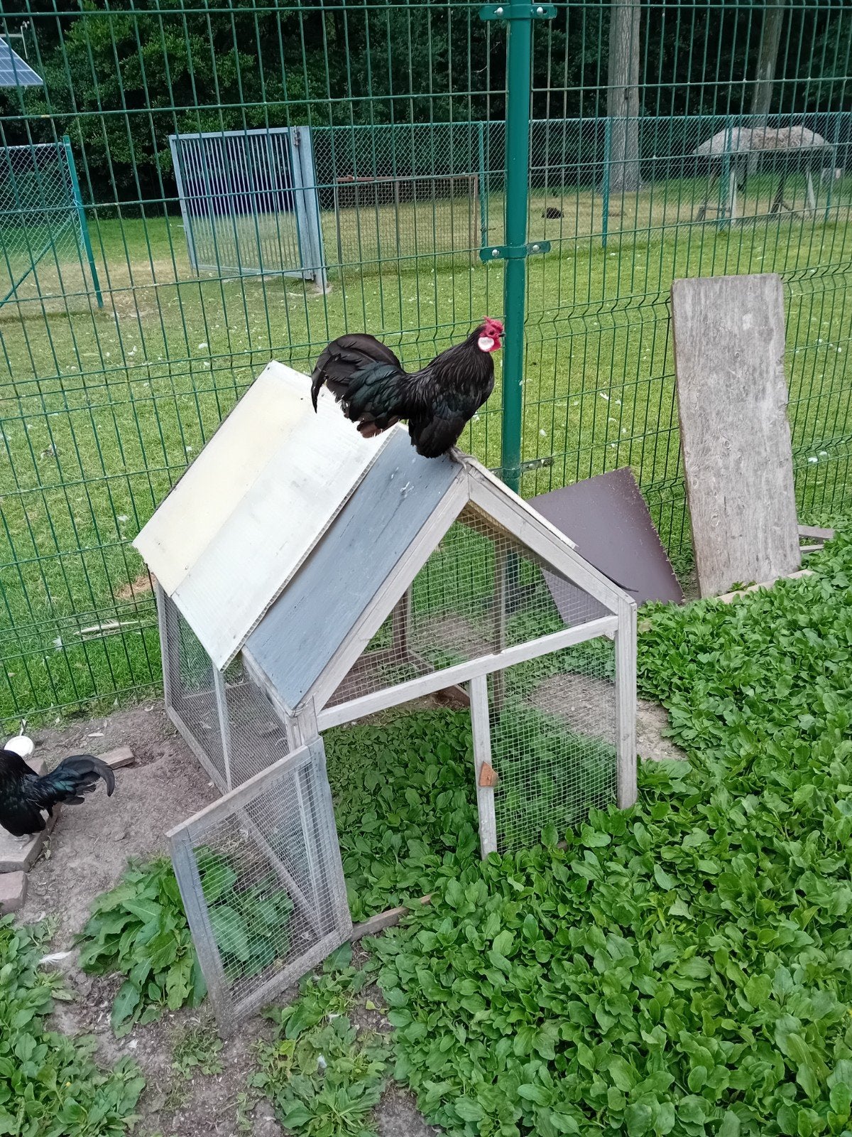 Java kriel haantjes the koop, Dieren en Toebehoren, Pluimvee