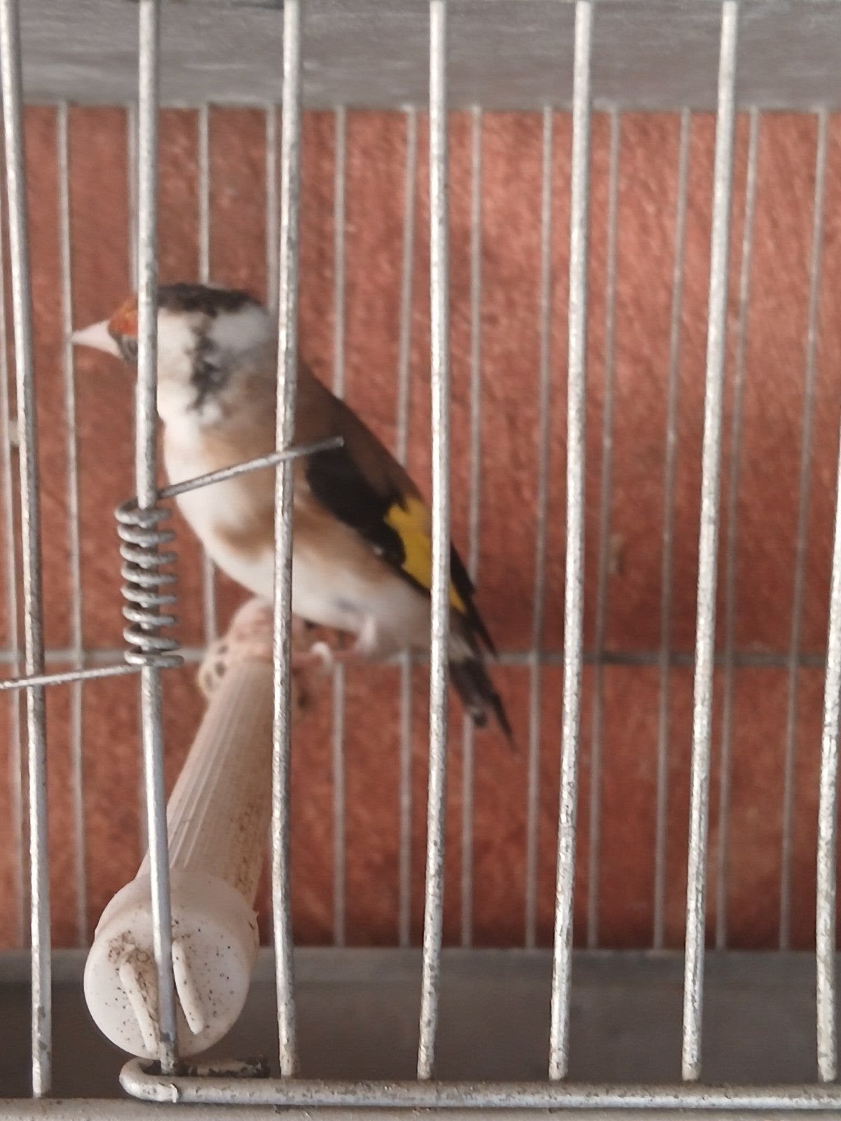 chardonneret femelle  2025, Animaux & Accessoires, Oiseaux | Oiseaux Autre, Femelle
