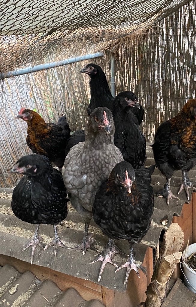 Jonge hennetjes, Dieren en Toebehoren
