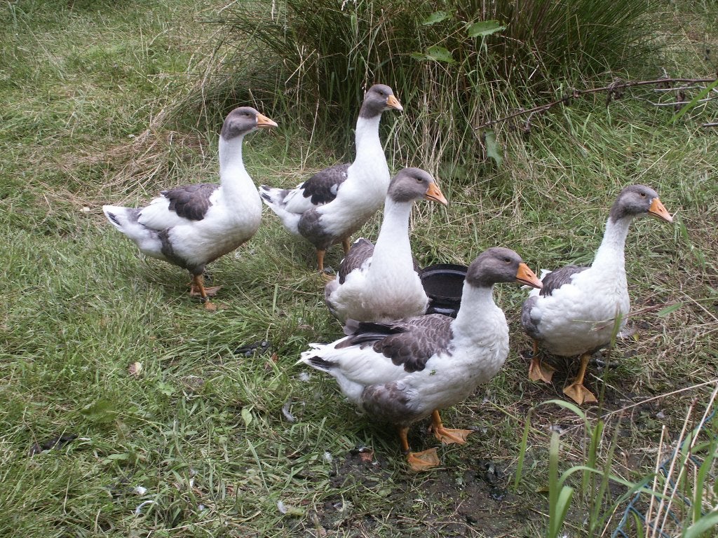 Vlaamse ganzen - overjaars, Dieren en Toebehoren, Vogels | Overige Vogels, Meerdere dieren, Wildzangvogel, Tam