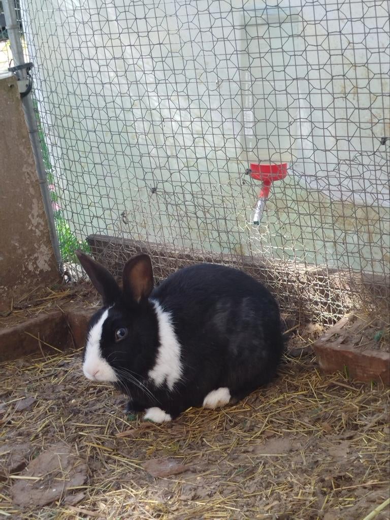 Twee konijnen zoeken een thuis., Dieren en Toebehoren, Konijnen