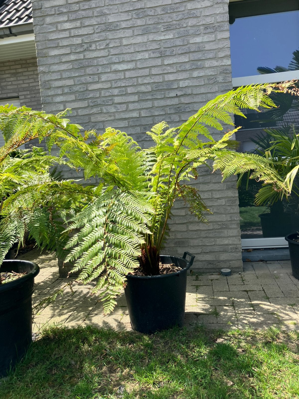 Boomvaren Dicksonia Antarctica, Tuin en Terras, Ophalen