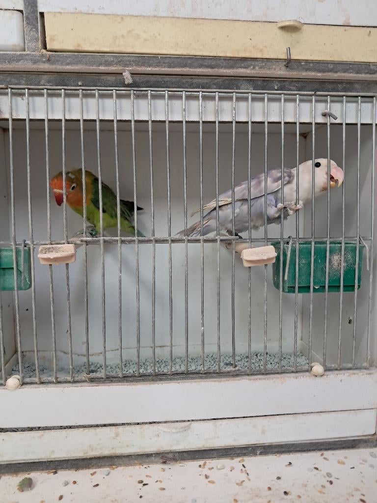 Koppel fischeri, parkieten, agaporniden, Dieren en Toebehoren, Meerdere dieren, Dwergpapegaai of Agapornis, Geringd