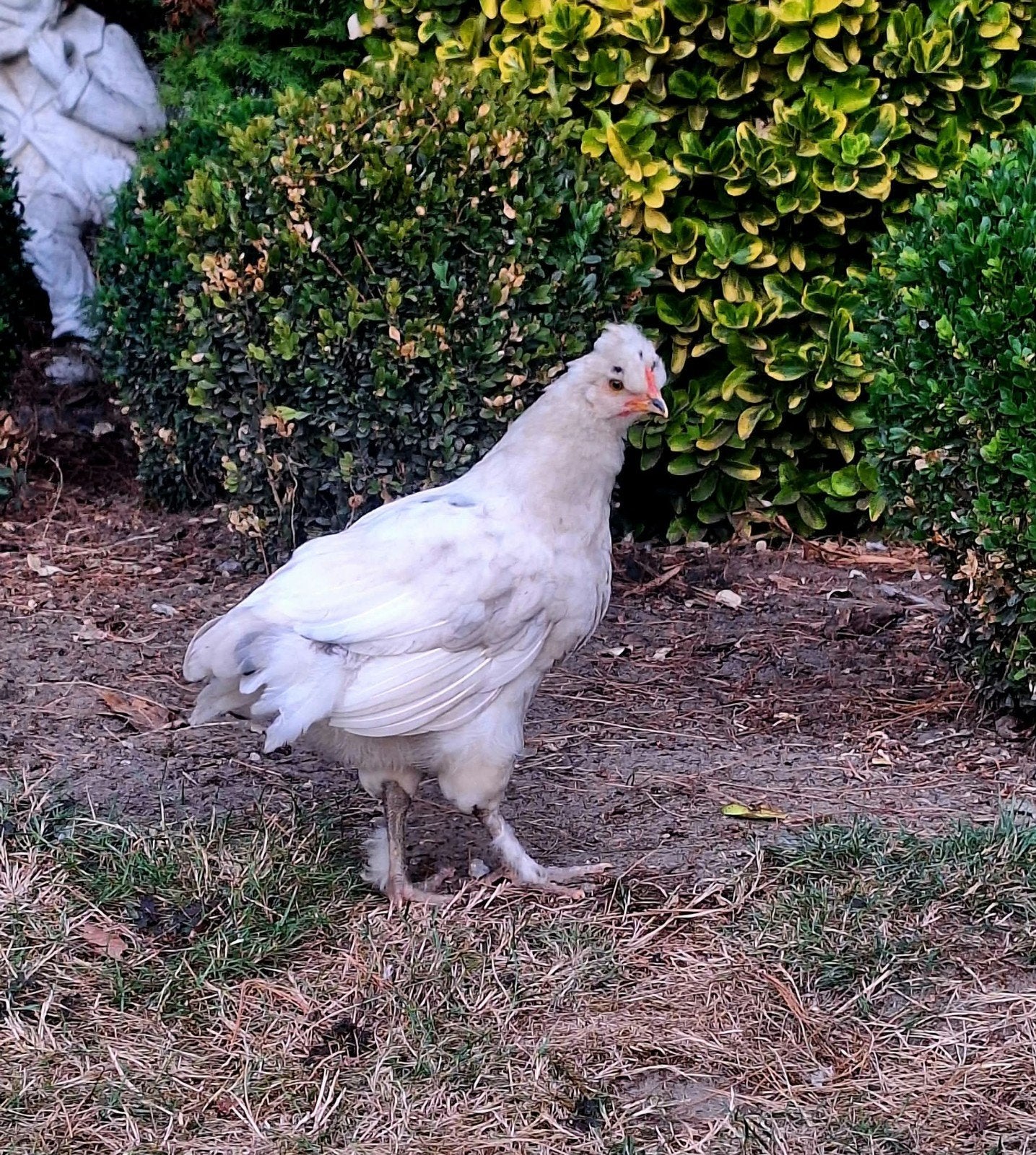 grote kuikens mix, Dieren en Toebehoren, Pluimvee, Geslacht onbekend, Kip
