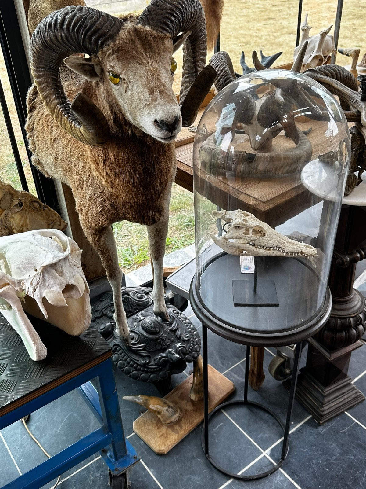 Dieren opgezet te koop, Enlèvement