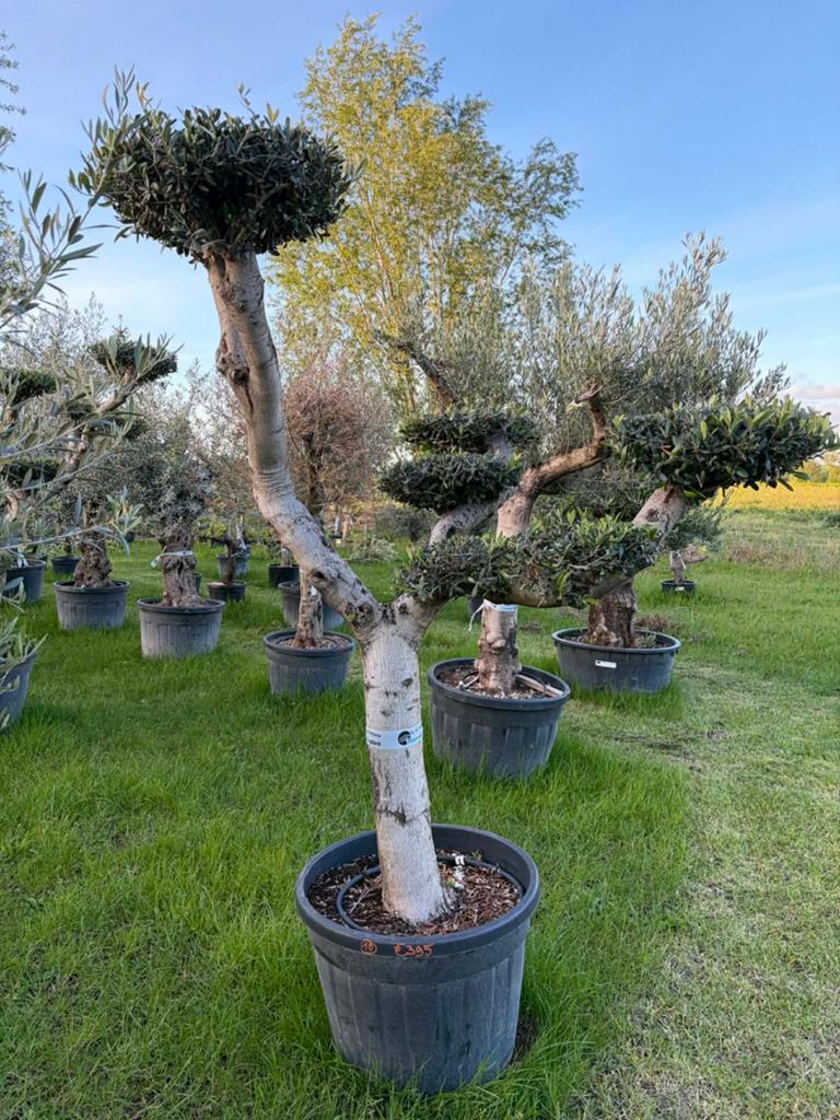 ‼️Olijfbomen olea europaea plato aan stuntprijzen ‼️, Tuin en Terras, Ophalen