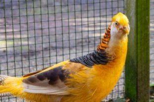 Fazanten, Dieren en Toebehoren, Pluimvee, Meerdere dieren, Overige soorten