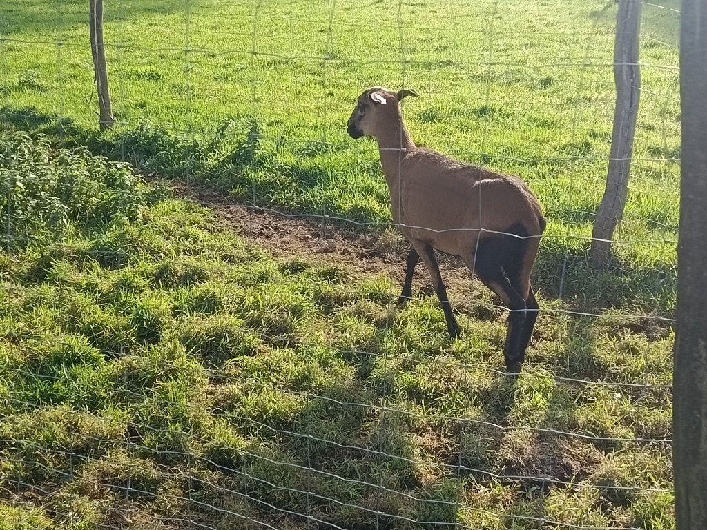Kameroen blackbelly koppel, Meerdere dieren, Schaap, 0 tot 2 jaar