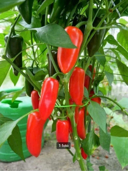 kleine rode snackpaprika "Lunchbox red" - 5 zaden, Verzenden, Voorjaar, Volle zon, Zaad