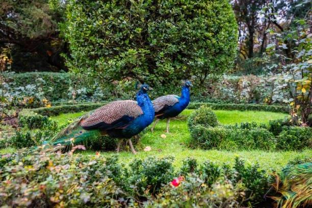 Pauwen te koop blauwe en enkele bonte, Plusieurs animaux, Autres espèces