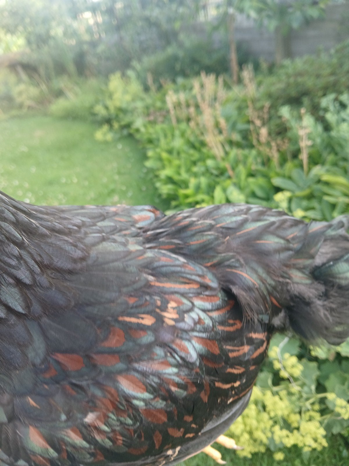 Barnevelder groothoender, Dieren en Toebehoren, Pluimvee