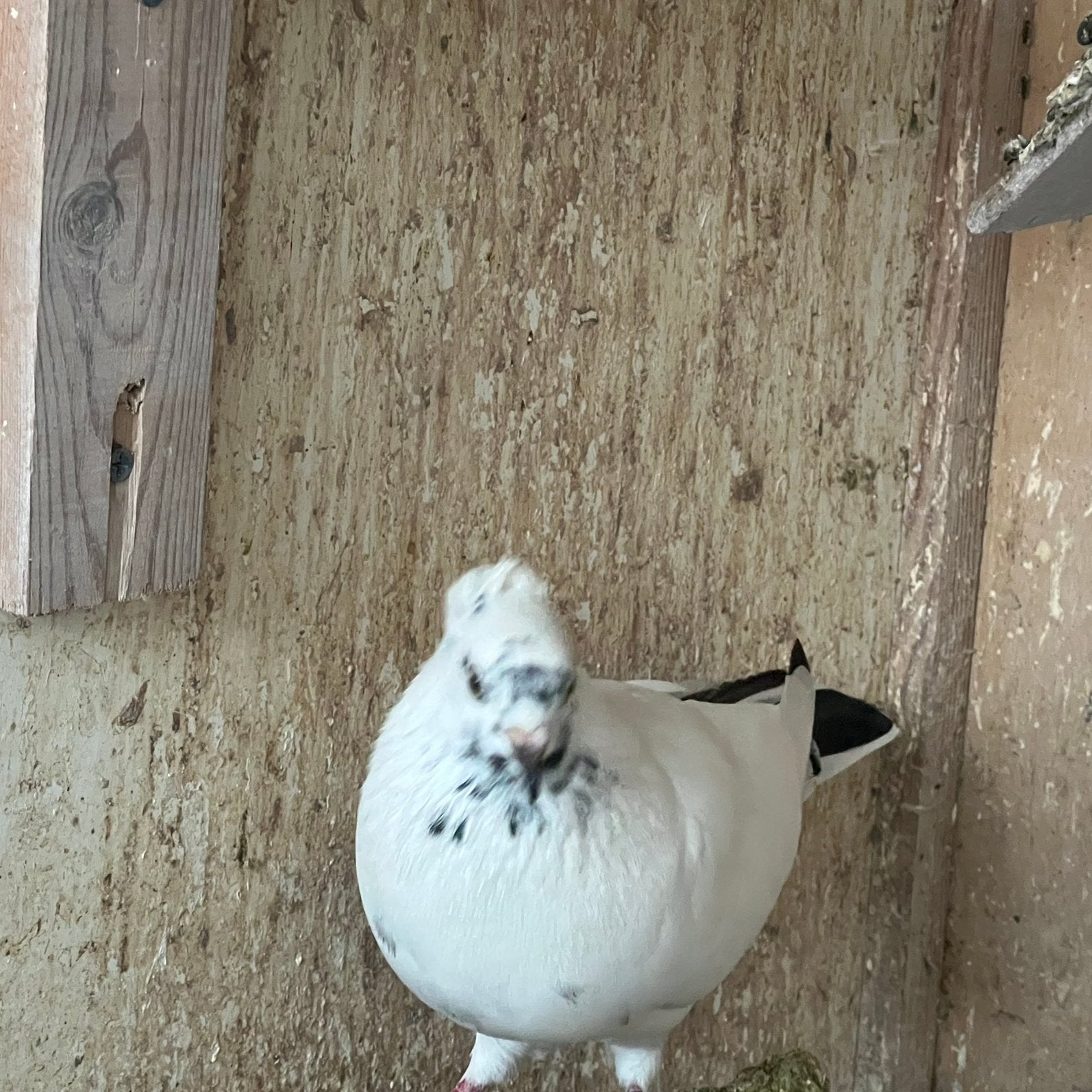 Iraanse duiven, Dieren en Toebehoren, Vogels | Duiven