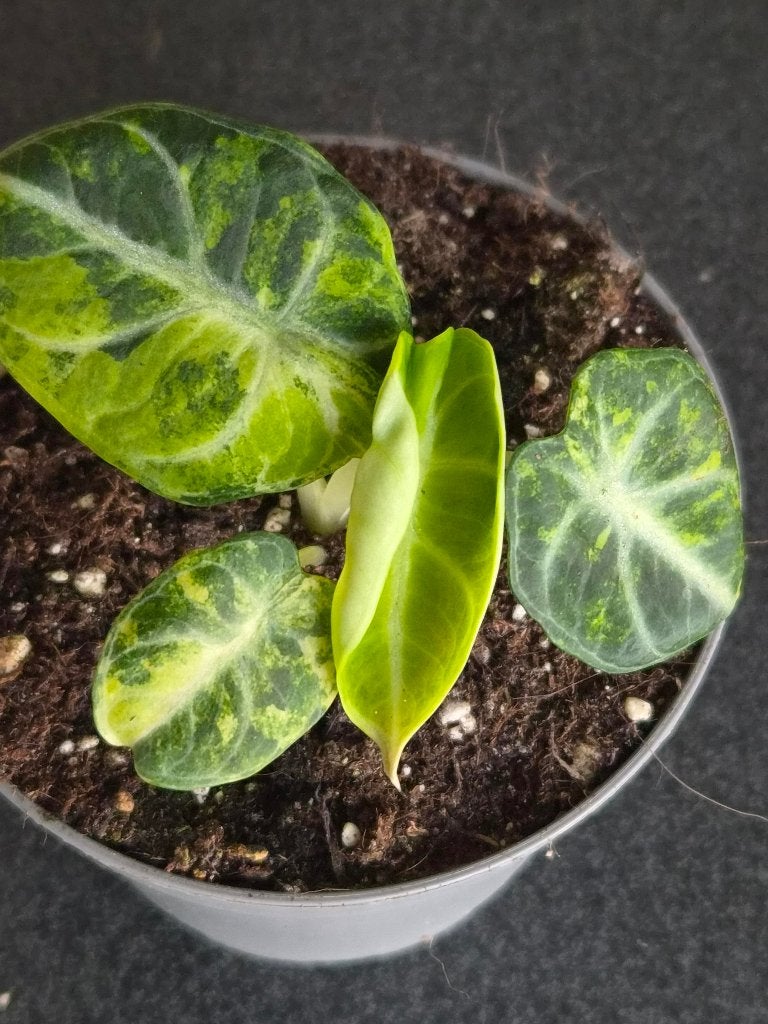 Alocasia Ninja Aurea, Huis en Inrichting, Ophalen of Verzenden