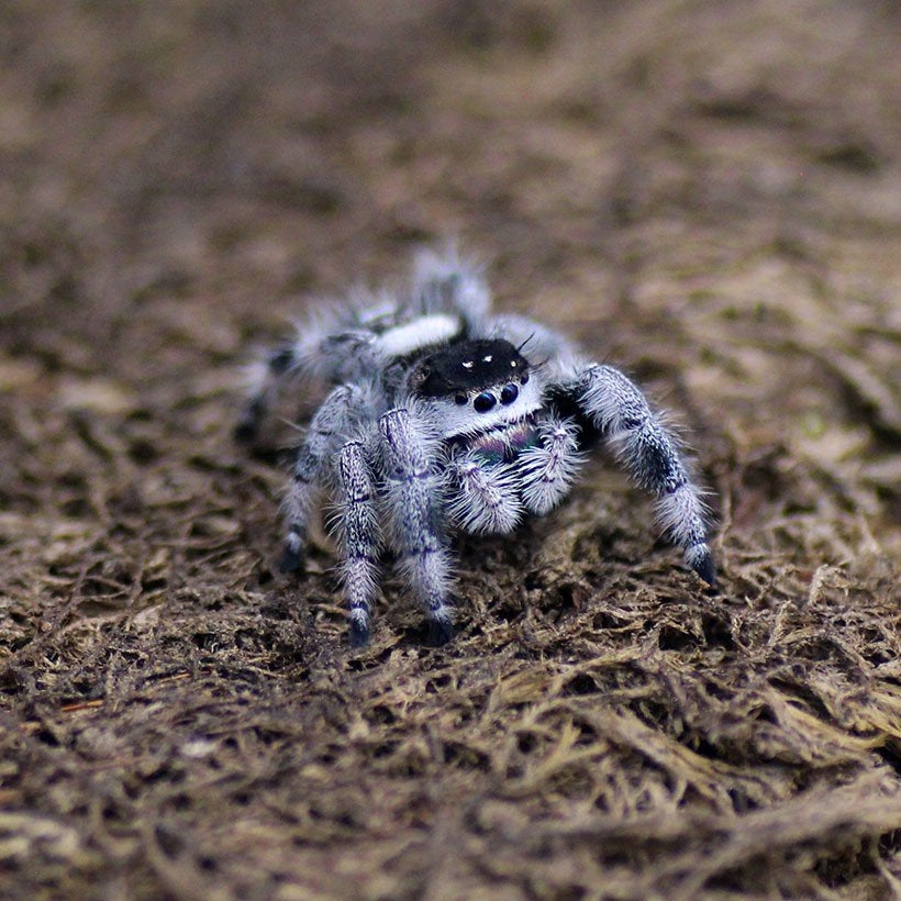 Springspin, Phidippus regius White Bahamas, Animaux & Accessoires, Reptiles & Amphibiens, Autres espèces