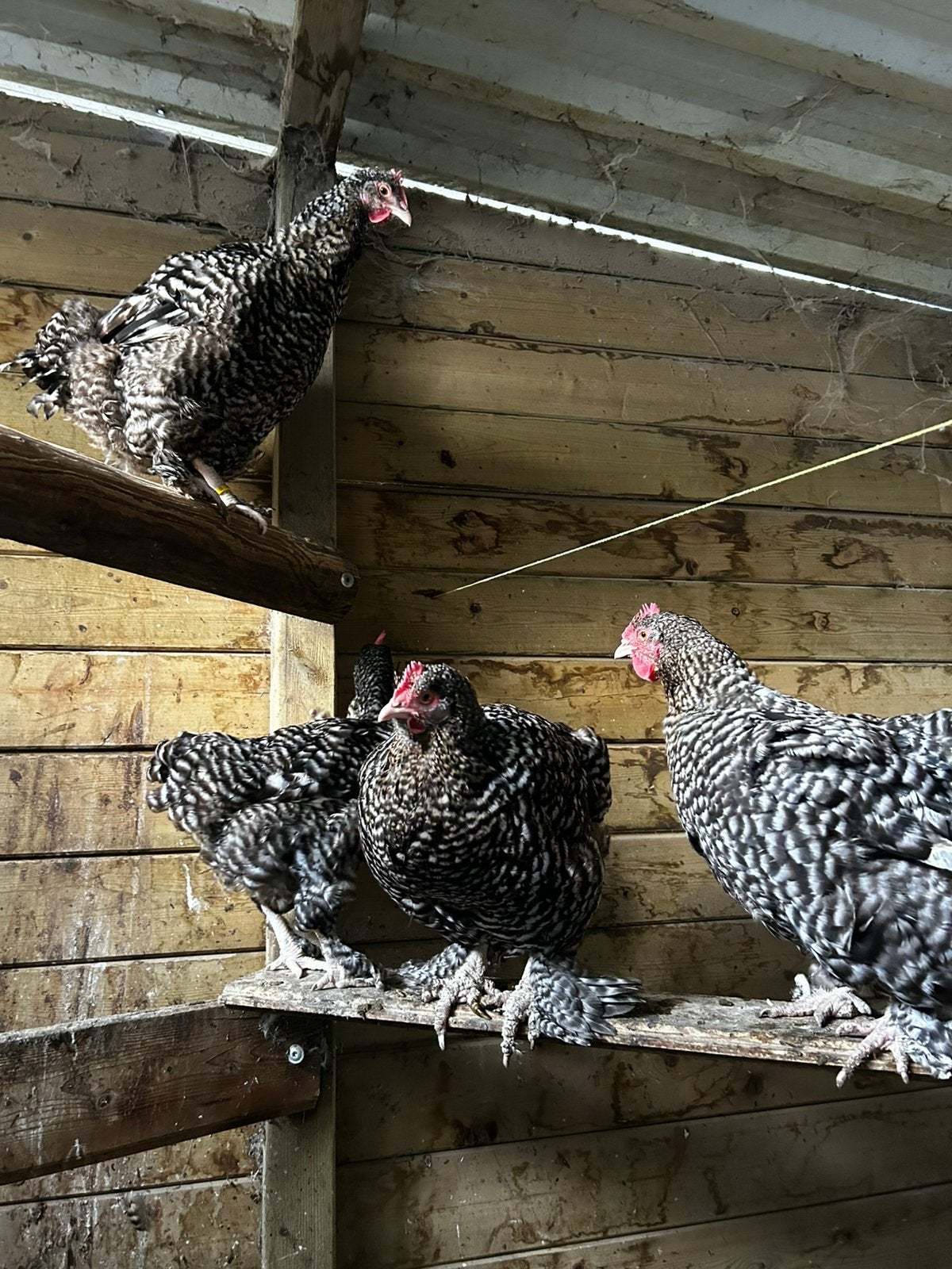 Mechelse koekoek, Dieren en Toebehoren, Kip