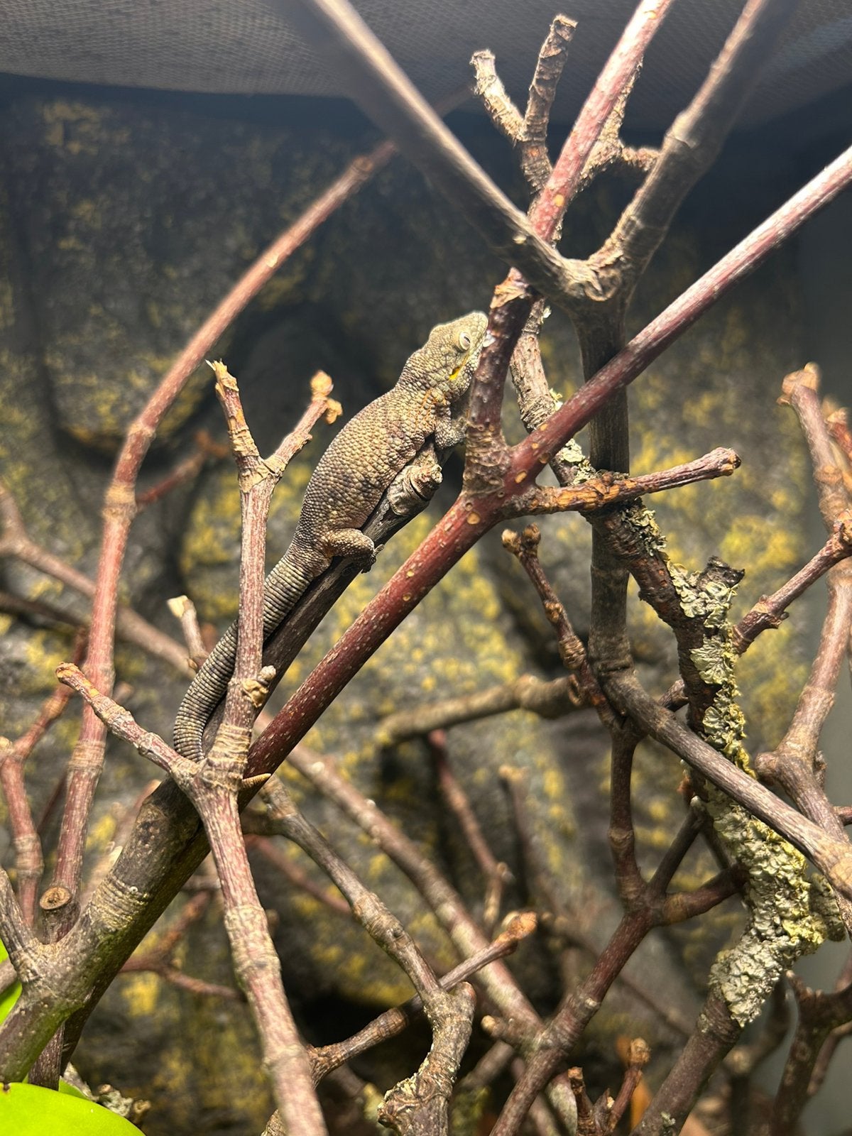 Eurydactylodes agricolae, Animaux & Accessoires