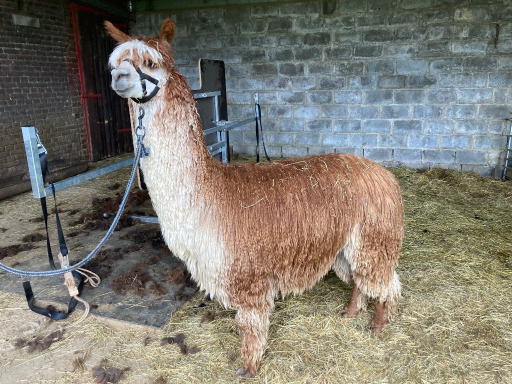 Alpaca Hengst, Dieren en Toebehoren, Juni, Mannelijk
