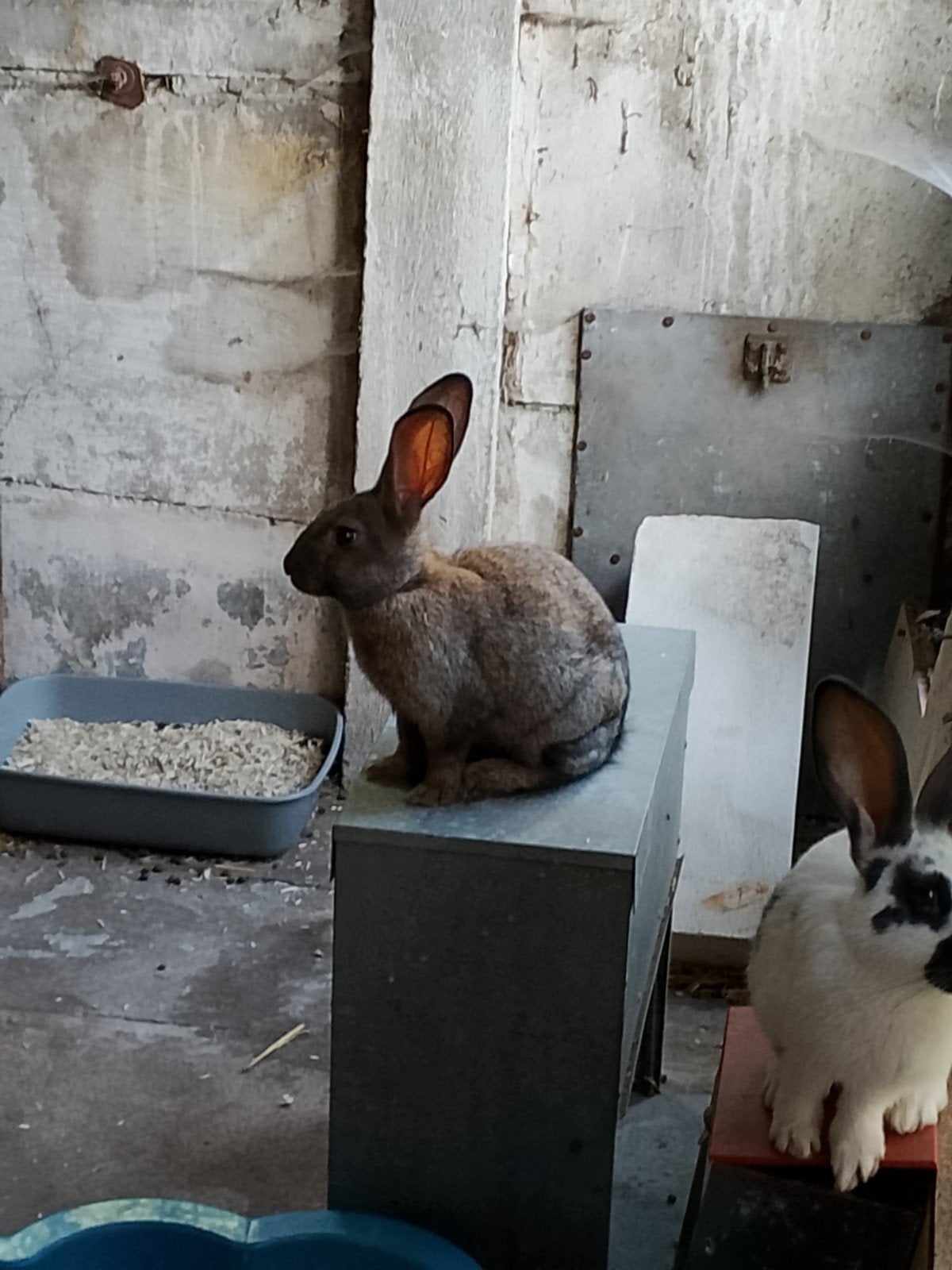 Konijnen reuzevlinders voedsters, Dieren en Toebehoren, Konijnen