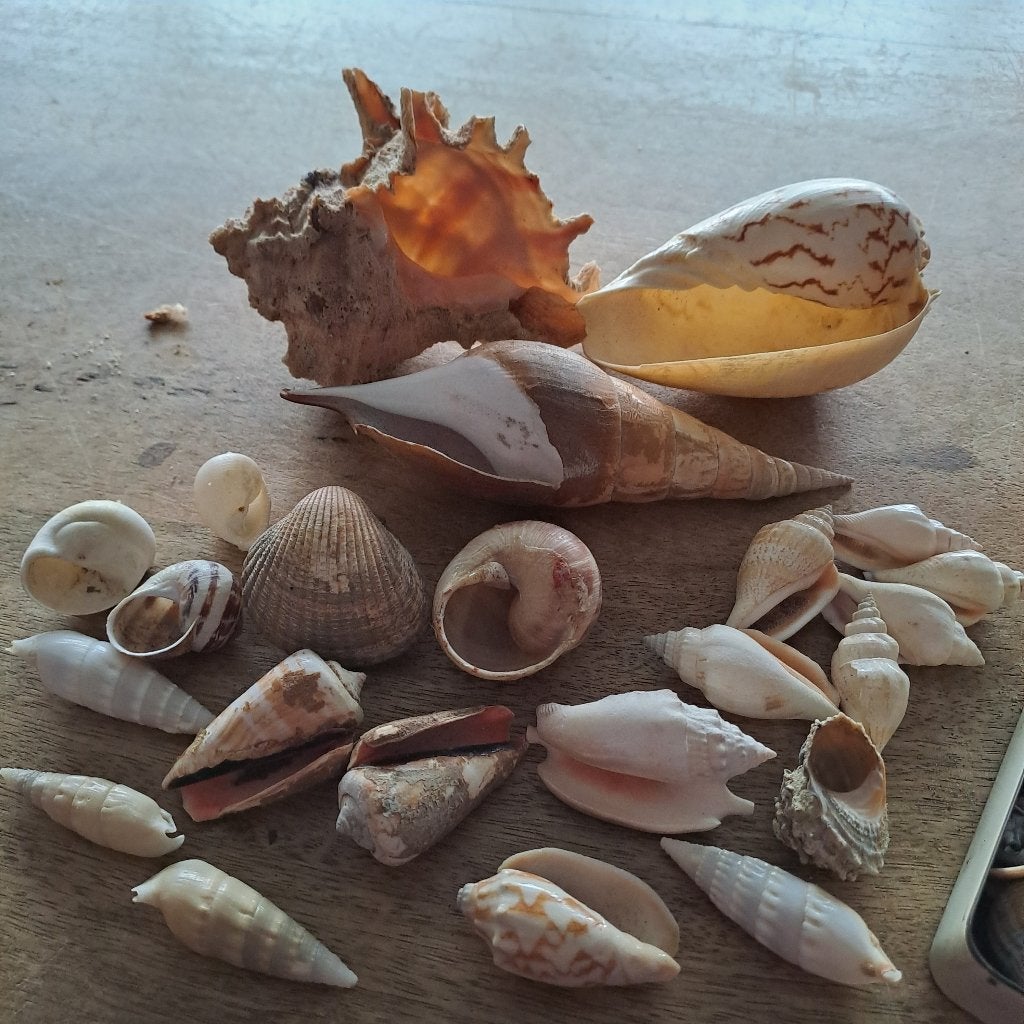 Schelpen, Enlèvement, Coquillage(s)