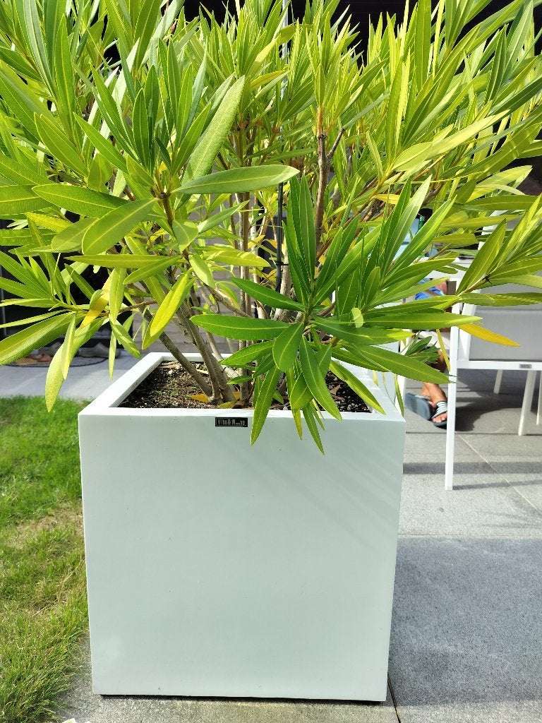 Boîte à fleurs, Enlèvement, 60 à 100 cm, Jardin, Carré