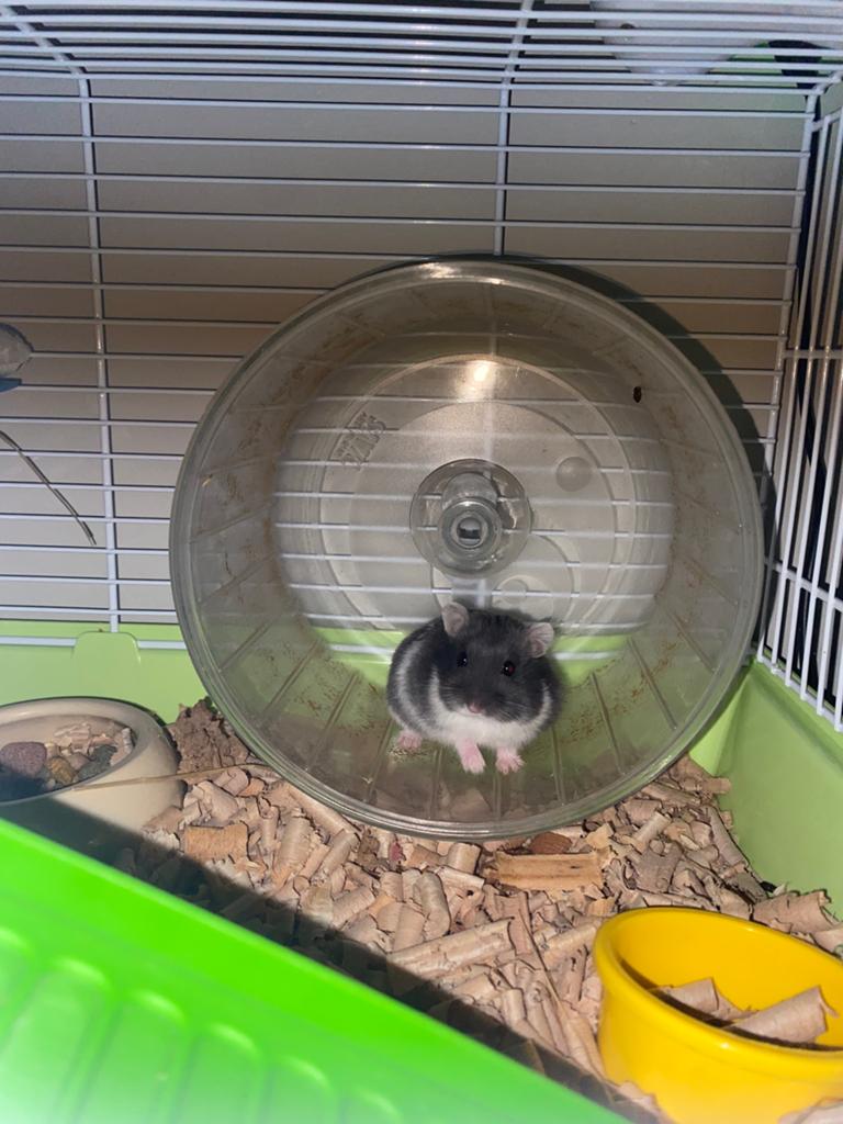 Hamster mannetje met toebehoren, Dieren en Toebehoren, Knaagdieren, Hamster, Maart, Mannelijk, Tam