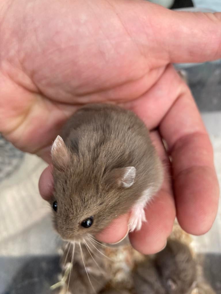 Dwerghamster, Dieren en Toebehoren, Knaagdieren, Hamster, Februari, Meerdere dieren, Tam
