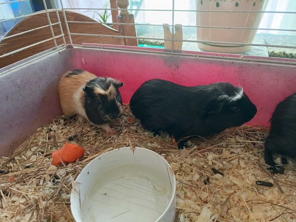 Twee jonge beertje cavia's te koop., Animaux & Accessoires, Juillet, Mâle, Cobaye