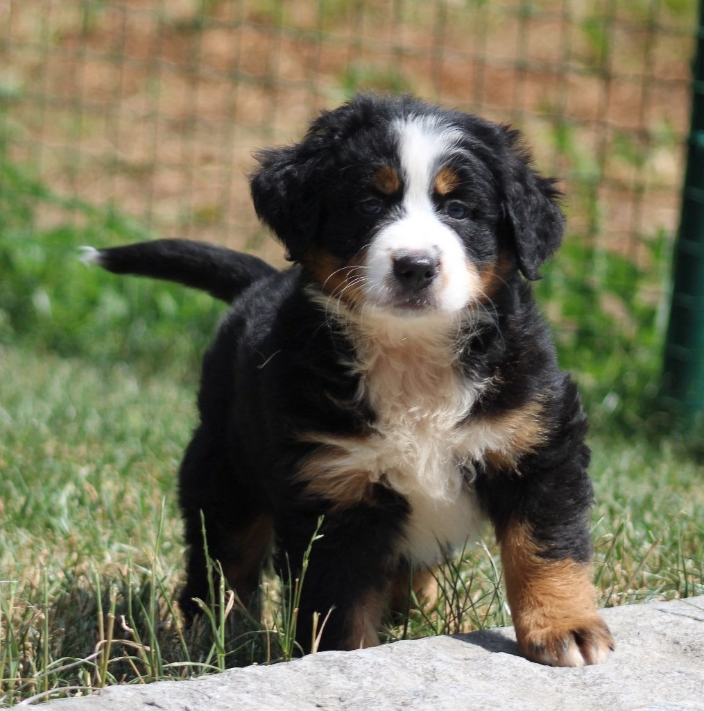 Berner Sennen pups, Dieren en Toebehoren, Honden | Bulldogs, Pinschers en Molossers, Meerdere dieren, Sennenhond, Fokker | Professioneel