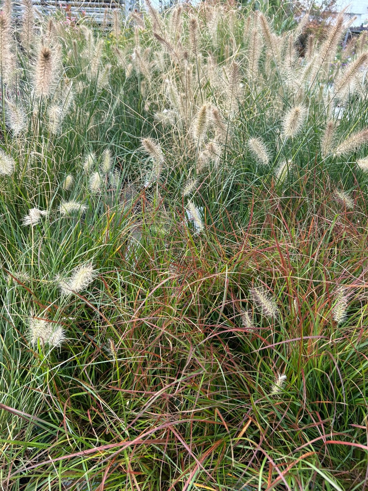 Restpartij siergrassen, Tuin en Terras, Ophalen, Siergrassen