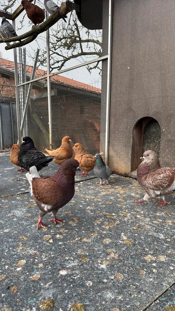 King duiven, Dieren en Toebehoren