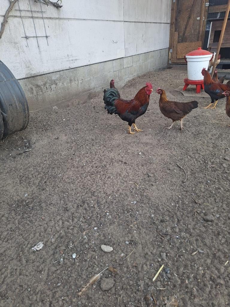 Welsumer krielen, Dieren en Toebehoren, Pluimvee, Meerdere dieren, Kip