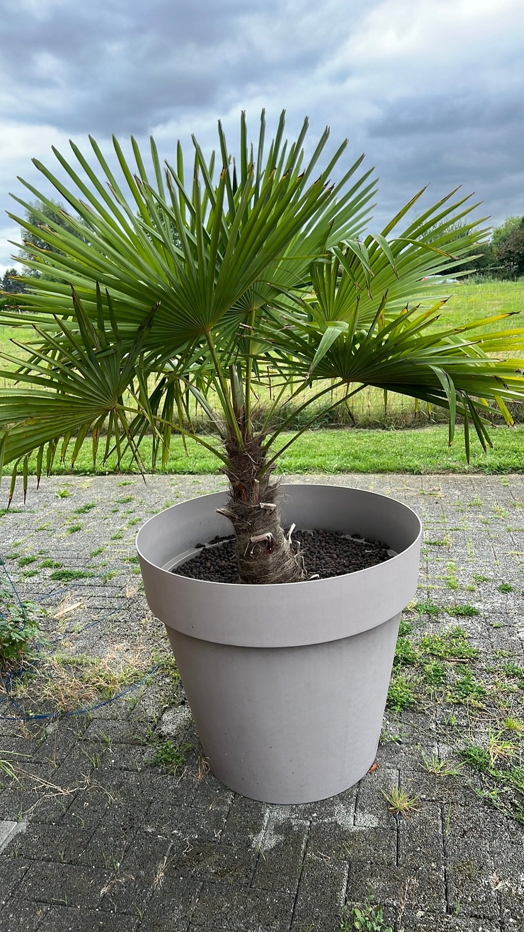 Palmier en pot, Jardin & Terrasse, Enlèvement, En pot, Palmier, 100 à 250 cm