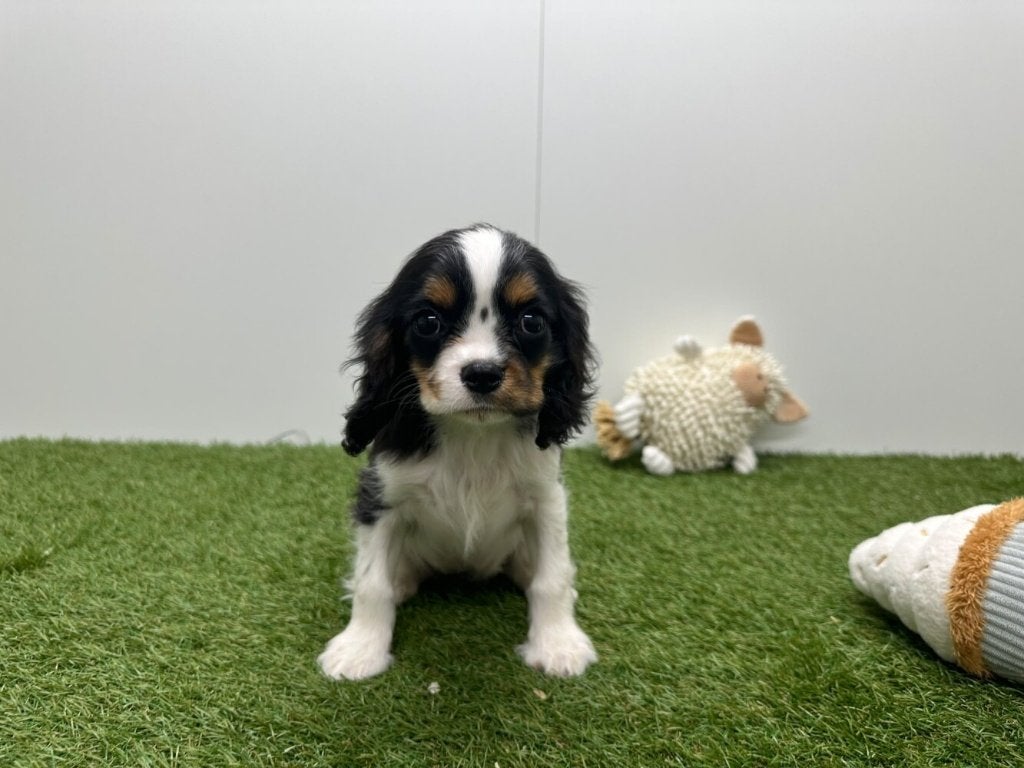 Cavalier King Charles Spaniël Pups, Dieren en Toebehoren, België, 8 tot 15 weken, CDV (hondenziekte), Meerdere