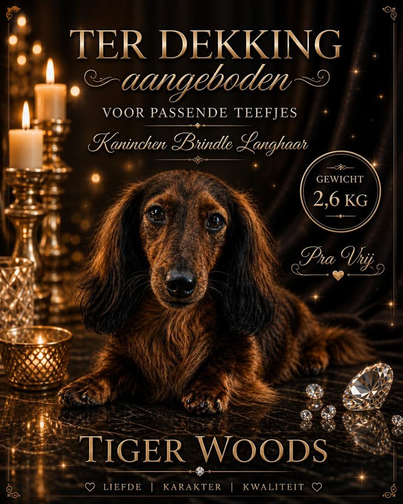 Ter Dekking Prachtig Kaninchen Brindle langhaar reutje, Dieren en Toebehoren, Honden | Teckels en Dashonden, Kaninchen, België