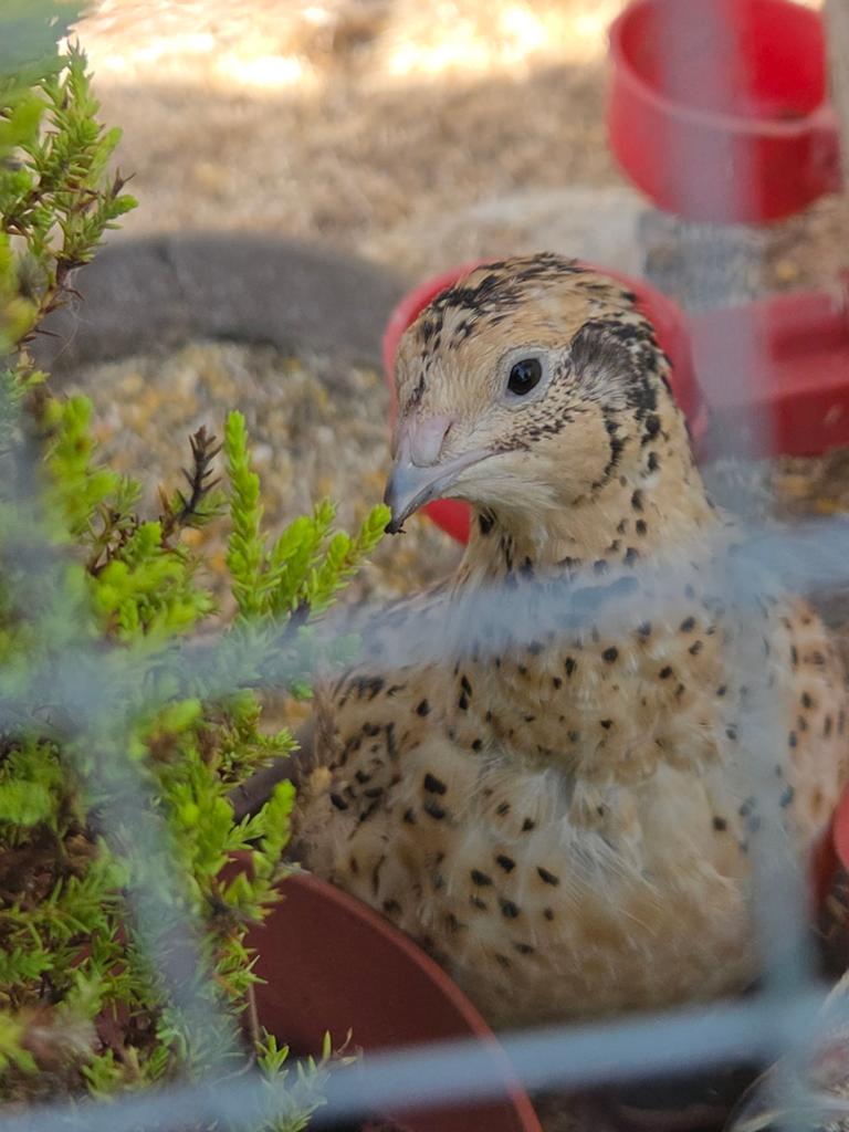 Belles cailles japonaises aux couleurs sauvages à vendre, Animaux & Accessoires, Oiseaux | Canaris