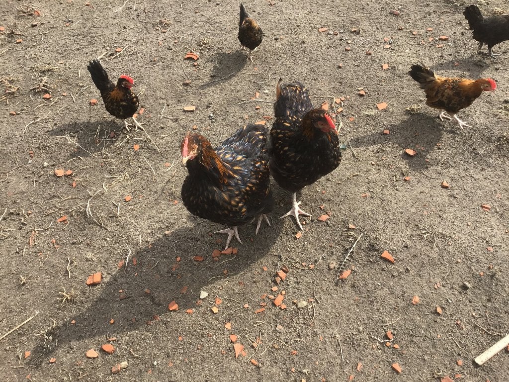 Jonge orpington goud zwartgezoomde haan, Dieren en Toebehoren, Mannelijk, Kip