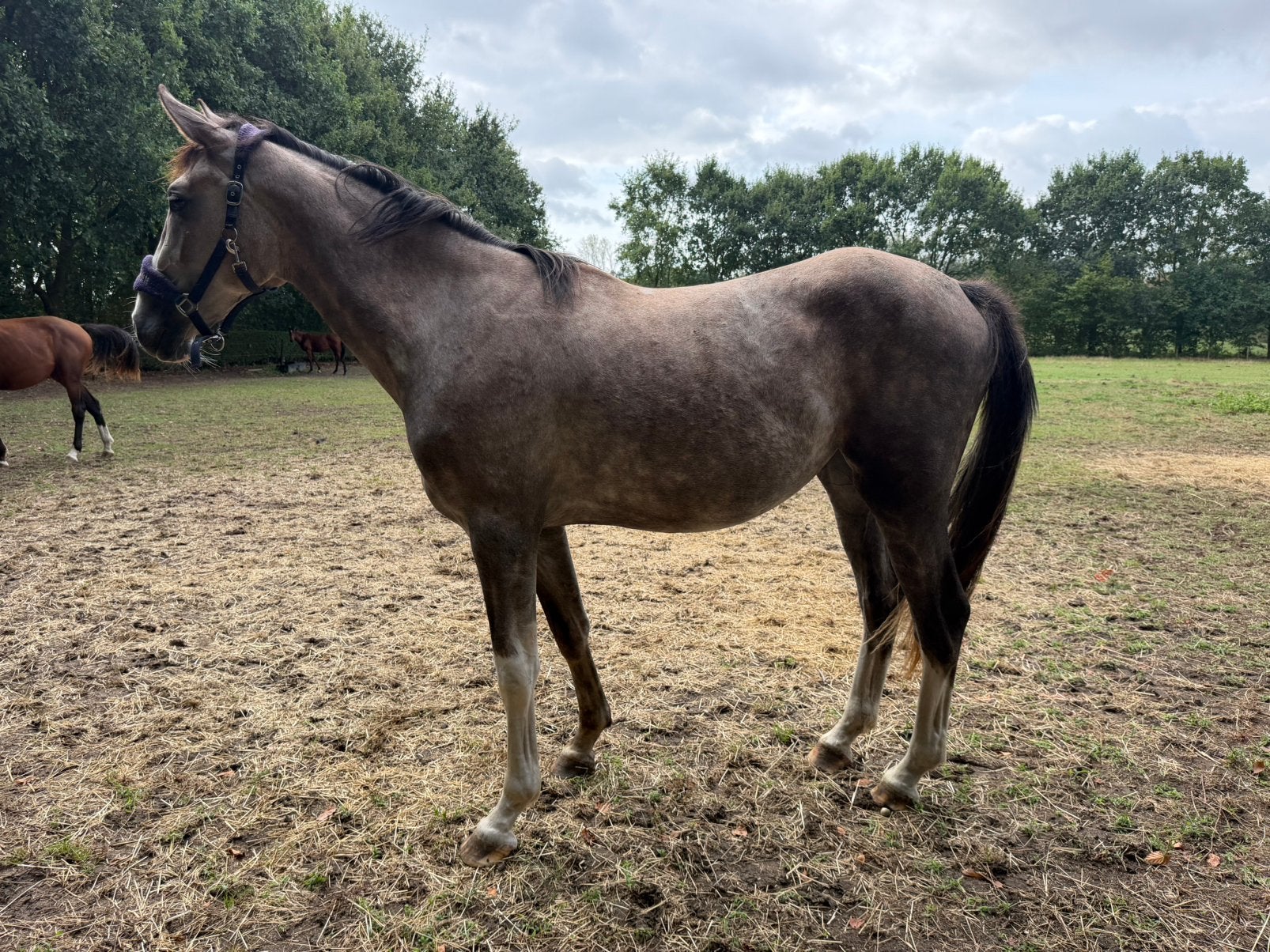 Jeune jument de sport, Avec pedigree, 165 à 170 cm, 0 à 2 ans, Jument
