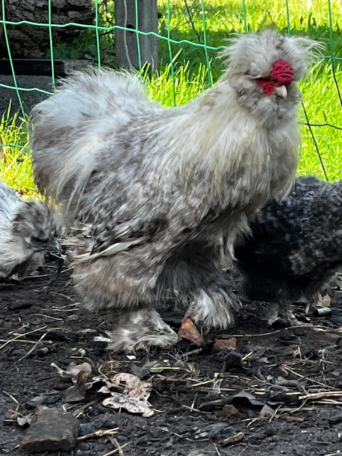 USA zijdehoen haan, Dieren en Toebehoren, Mannelijk, Kip
