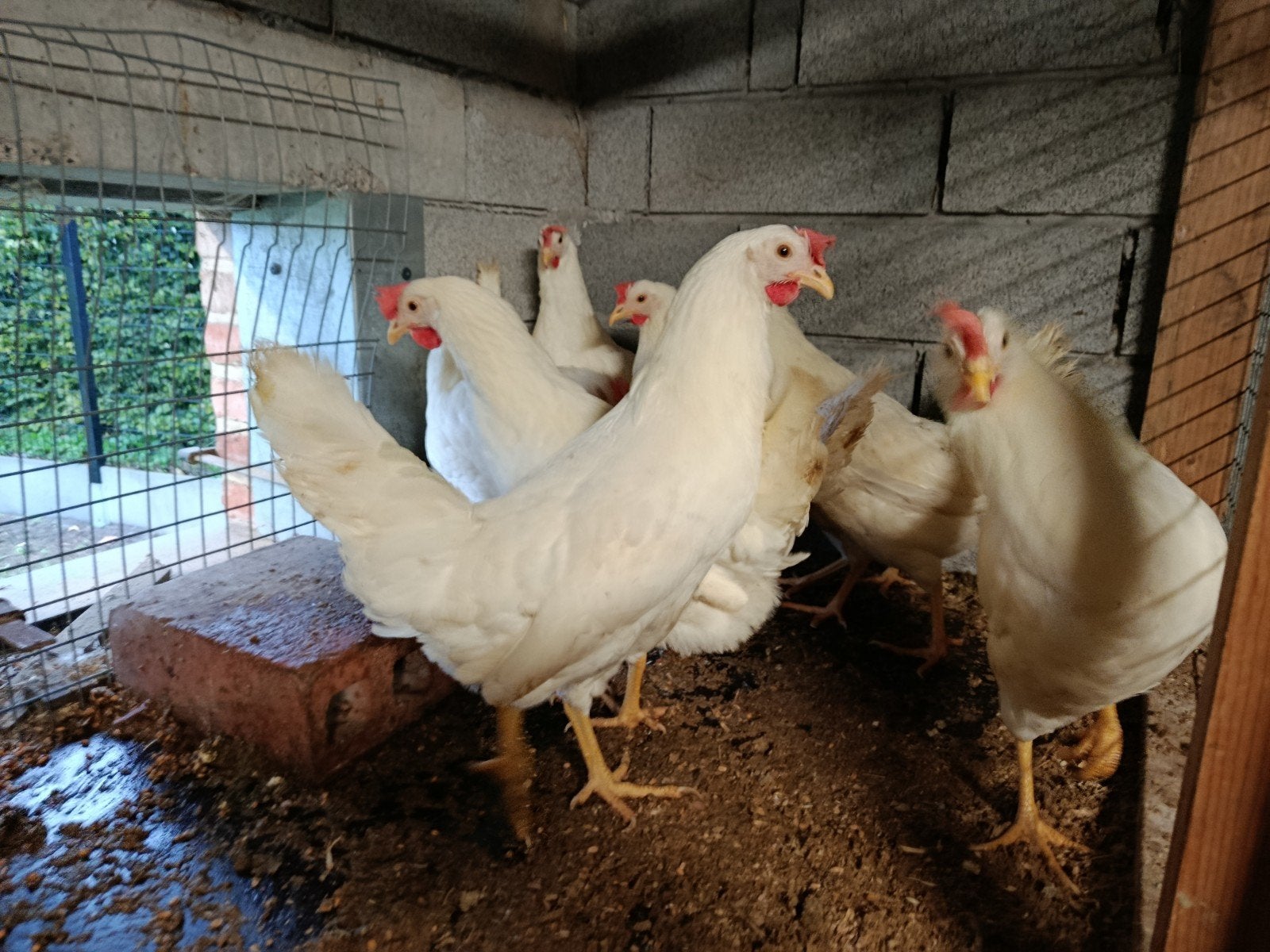 vijf leghorns legklaar, Dieren en Toebehoren, Kip