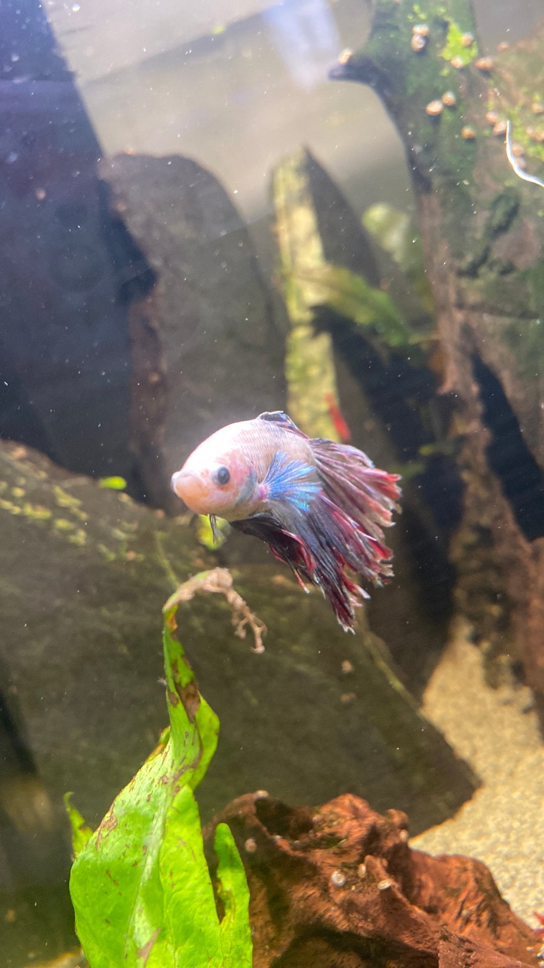 Betta, Dieren en Toebehoren, Vissen | Aquariumvissen, Vis, Zoetwatervis