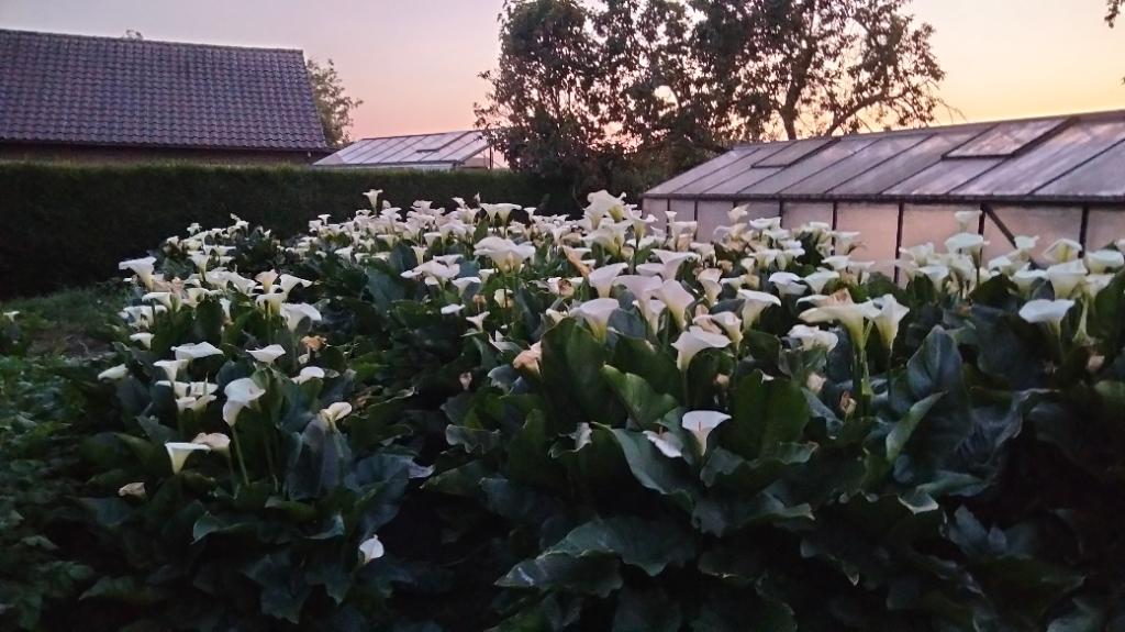 Snijbloemen aronskelk, Tuin en Terras, Planten | Tuinplanten, Ophalen