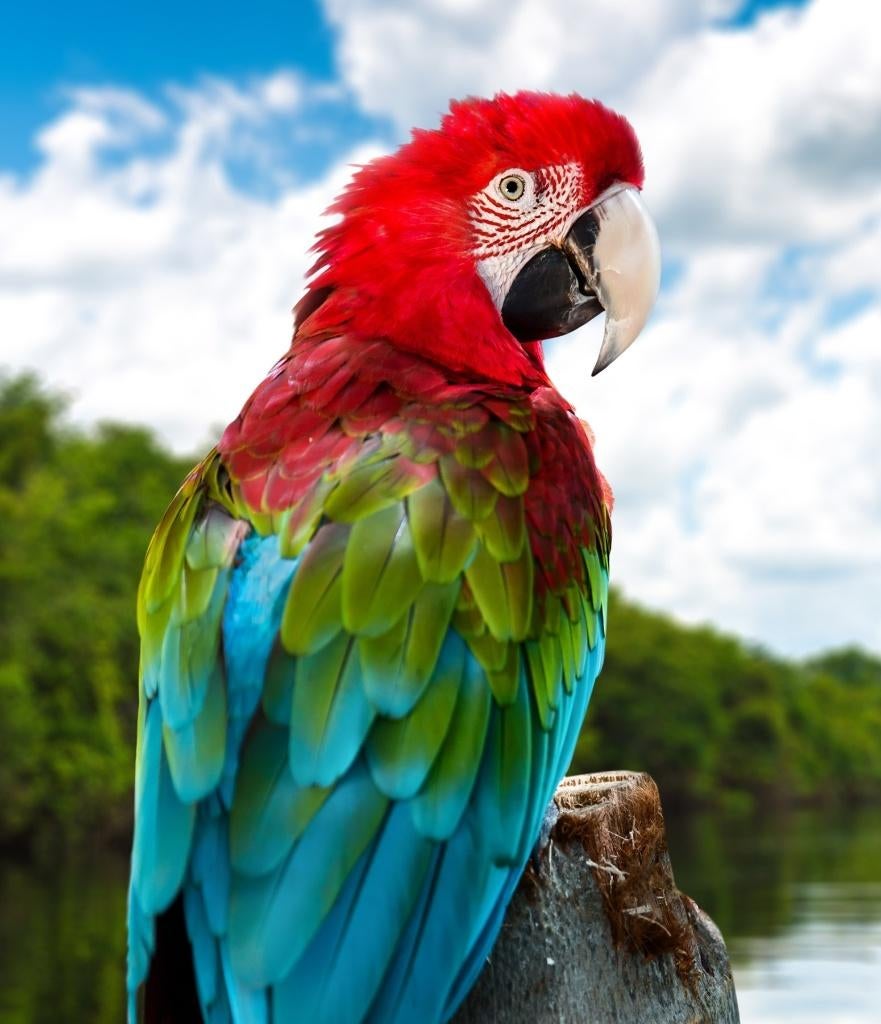 Goed tehuis aangeboden voor Groenvleugel ara  pop., Animaux & Accessoires, Oiseaux | Perruches & Perroquets, Perroquet, Femelle